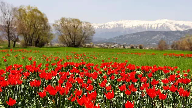 Konya'da aynı anda iki mevsim: Zirvede kış, eteklerde bahar keyfi!