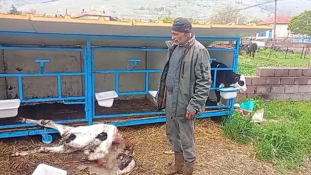 Konya'da başıboş köpek dehşeti! 4 aylık buzağı telef oldu