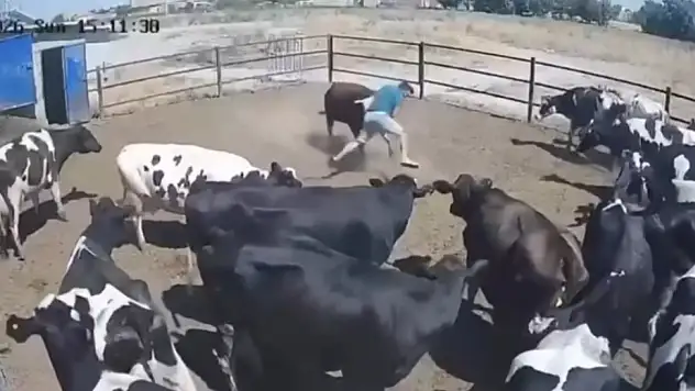 Konya'da boğanın saldırdığı besici ölümden döndü! O anlar kamerada