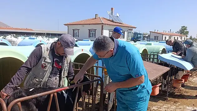 Konya'da hayvan sağlığı için sıkı takip! Tüberküloz taramaları sürüyor