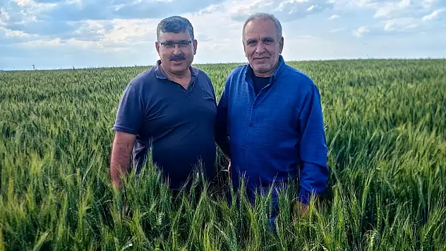 Konya'da hububatta 'yatma' uyarısı: Son sulamaya dikkat!