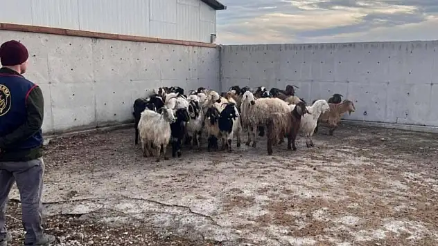 Konya'da küçükbaş hırsızları yakayı ele verdi! 48'i de bulundu