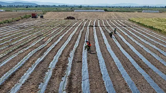Konya'da örnek proje! 40 bin fide toprakla buluştu