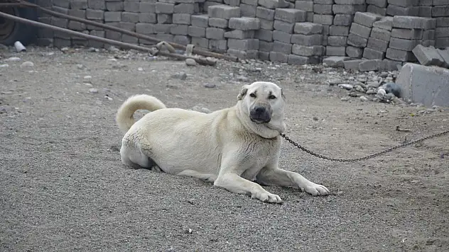Konya'da sahipli köpek vatandaşa saldırdı! Bedeli ağır oldu...