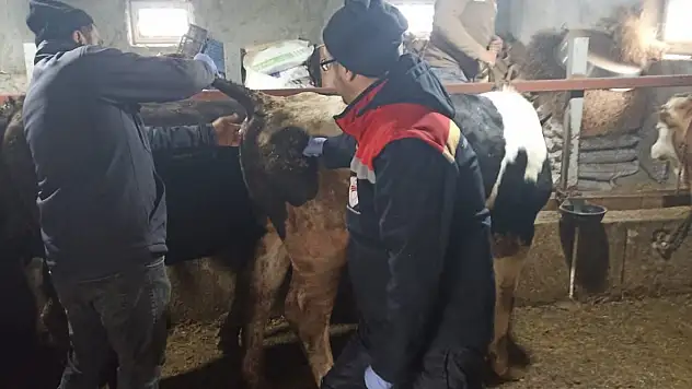 Konya'da şap ile mücadelede çalışmaları devam ediyor