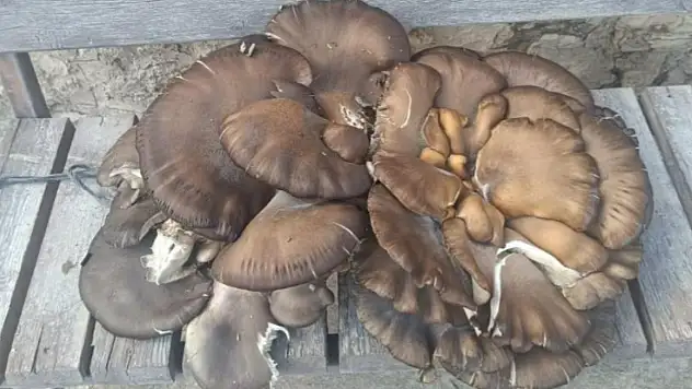 Konya'da şok eden keşif! Görenler inanamadı