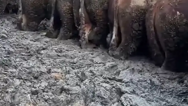 Konya'da sosyal medyayı ayağa kaldıran hayvan görüntüleri! Ekipler harekete geçti