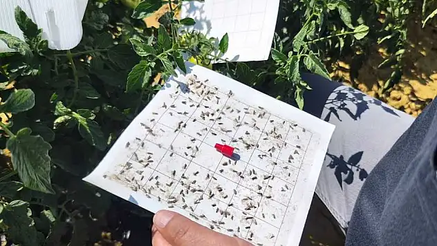 Konya'da ürünler mercek altında: Hasat öncesi pestisit testi yapılıyor!