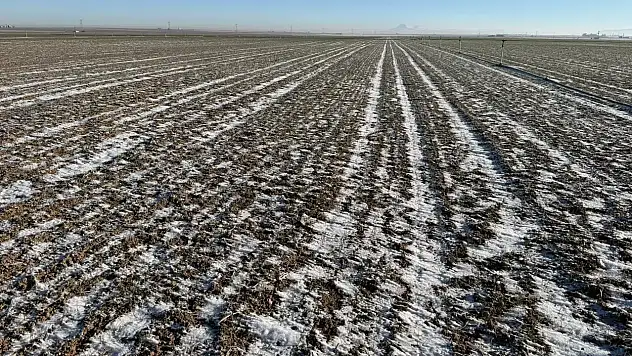 Konya'daki buğday tarlalarında kar örtüsü endişesi