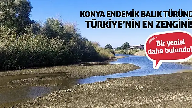 Konya Endemik Balık Türünde Türkiye'nin En Zengini!  Bir Yenisi Daha Bulundu!