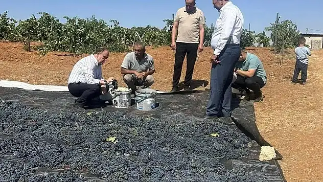 Konya Hadim'de Üzüm Hasadı Başladı