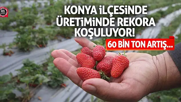 Konya İlçesinde Üretiminde Rekora Koşuluyor! 60 Bin Ton Artış…
