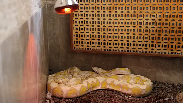 Konya'nın beyaz misafirleri: Albino pitonlara özel koruma!