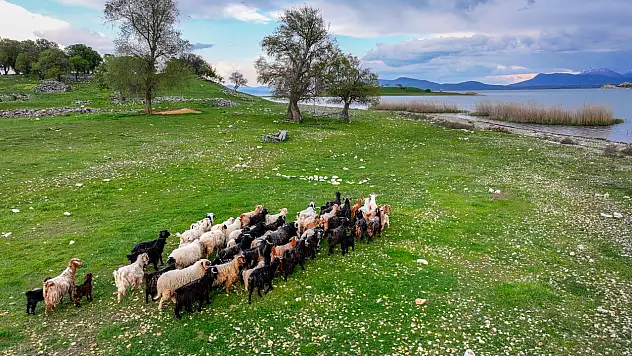 Konya'nın 'huzur' adası: Ne kurt var ne de çakal!