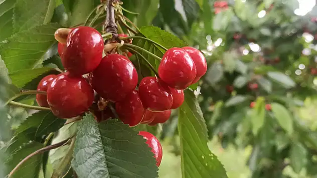 Konya'nın kırmızı altınını geçen yıl don vurmuştu, bu yıl 30 bin ton bekleniyor!