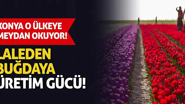 Konya o ülkeye meydan okuyor! Laleden buğdaya üretim gücü