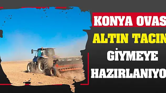 Konya Ovası Altın Tacını Giymeye Hazırlanıyor