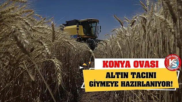 Konya Ovası Altın Tacını Giymeye Hazırlanıyor