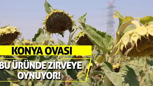 Konya Ovası Bu Üründe Zirveye Oynuyor!