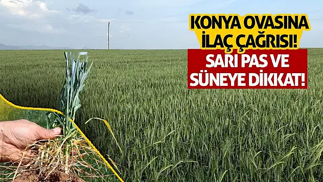 Konya Ovasına İlaç Çağrısı! Sarı Pas Ve Süneye Dikkat!