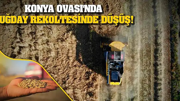 Konya Ovası'nda buğday rekoltesinde düşüş!