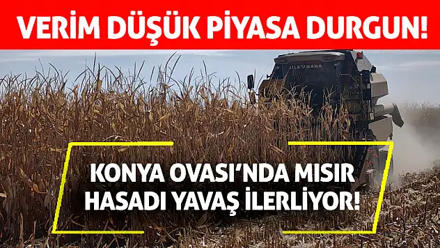 Konya Ovası'nda mısır hasadı yavaş ilerliyor! Verim düşük piyasa durgun!