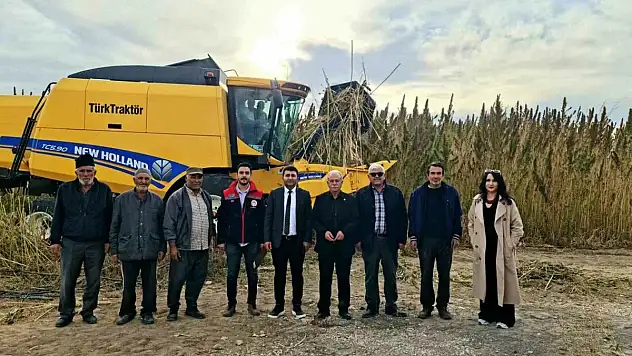 Konya Ovası'nda yeni dönem: Endüstriyel kenevirin ilk hasadı yapıldı!