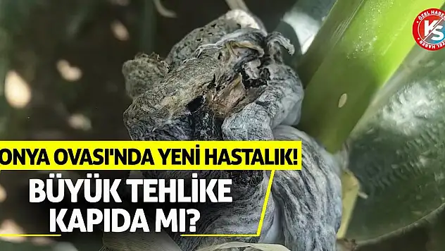 Konya Ovası'nda Yeni Hastalık! Büyük Tehlike Kapıda Mı?