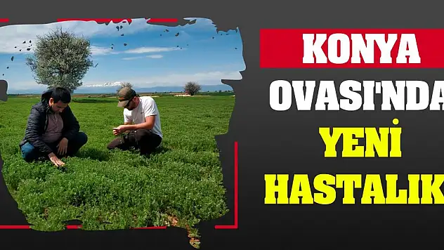 Konya Ovası'nda Yeni Hastalık!