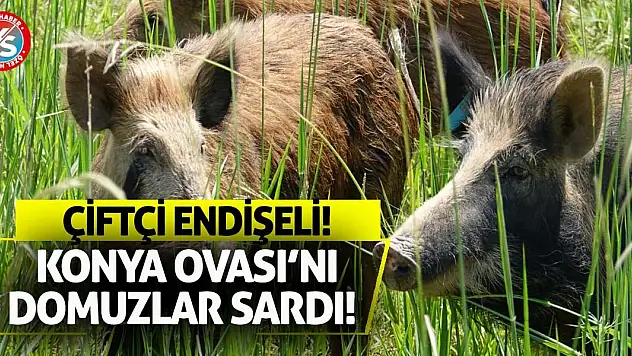 Konya Ovası'nı domuzlar sardı! Çiftçiler endişeli!
