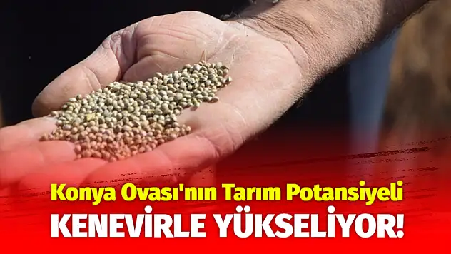 Konya Ovası'nın Tarım Potansiyeli Kenevirle Yükseliyor