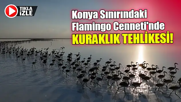Konya Sınırındaki Flamingo Cenneti'nde Kuraklık Tehlikesi!