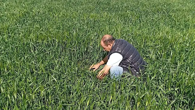 Konya süne kımıl sürvey çalışmaları başladı