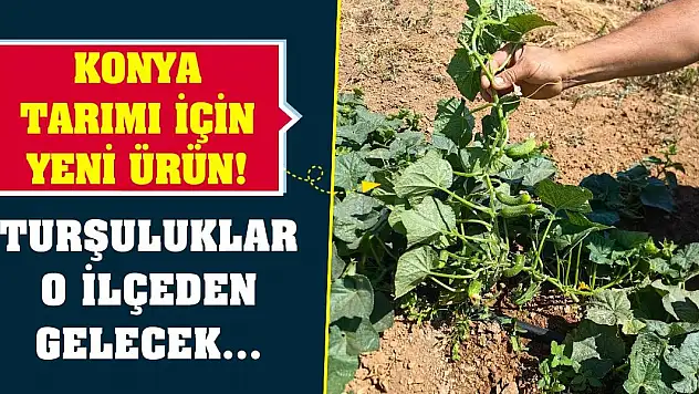 Konya tarımı için yeni ürün! Turşuluklar o ilçeden gelecek...
