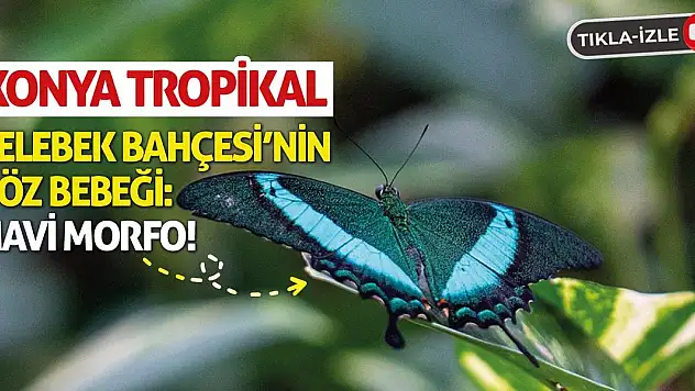 Konya Tropikal Kelebek Bahçesi'nin Göz Bebeği: Mavi Morfo!