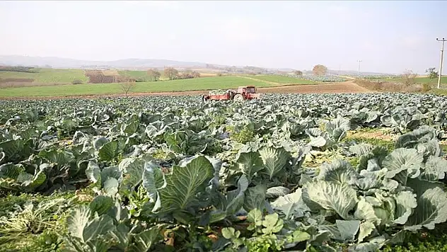 Konya ve Sivas'ta çokça üretiliyor. Bakın en faydalı tüketme şekli neymiş