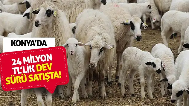 Konya'da 24 Milyon TL'lik Dev Sürü Satışta!