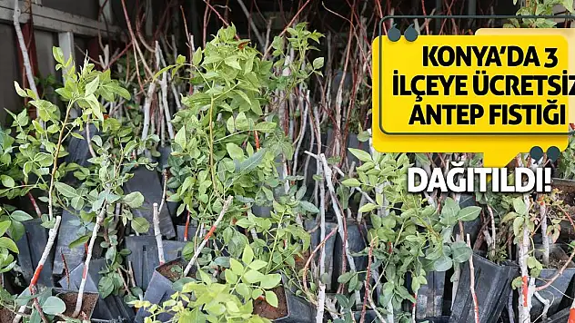 Konya'da 3 İlçeye Ücretsiz Antep Fıstığı Dağıtıldı!