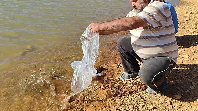 Konya'da 3 milyon yavru sazan balığı göletlere bırakıldı!