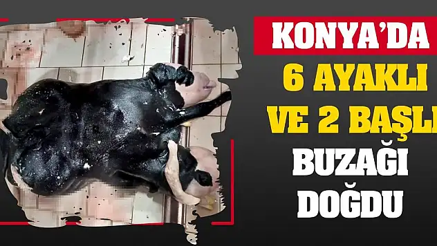 Konya'da 6 ayaklı ve 2 başlı buzağı doğdu