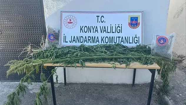 Konya'da 8 Kök Kenevir ve Uyuşturucu Ele Geçirildi