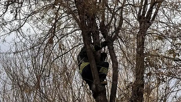 Konya'da ağaçta mahsur kalan kediyi itfaiye kurtardı