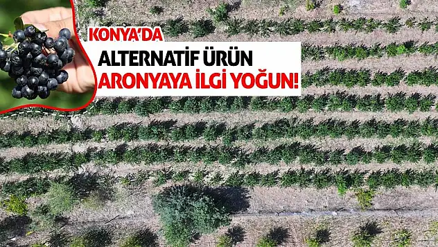 Konya'da Alternatif Ürün Aronyaya İlgi Yoğun
