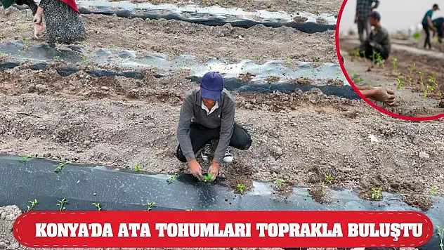 Konya'da Ata Tohumları Toprakla Buluştu