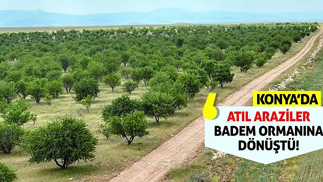 Konya'da Atıl Araziler Badem Ormanına Dönüştü!