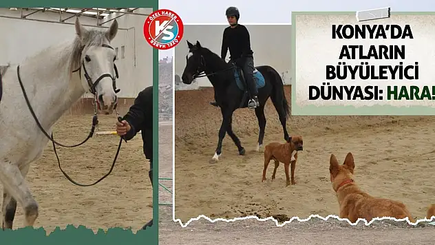 Konya'da Atların Büyüleyici Dünyası: Hara!