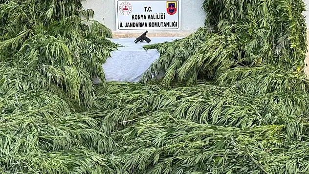Konya'da ayçiçeği tarlasında kenevir ele geçirildi