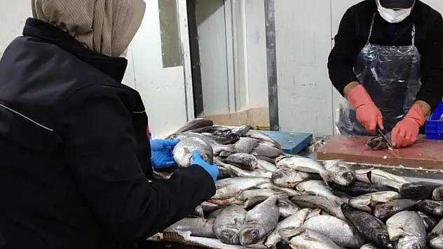 Konya'da balık işleme tesisi ve restoranlarına denetim