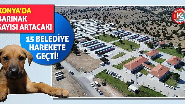 Konya'da Barınak Sayısı Artacak! 15 Belediye Harekete Geçti!
