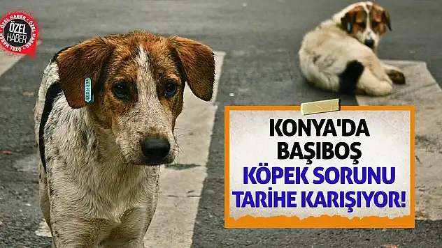 Konya'da Başıboş Köpek Sorunu Tarihe Karışıyor!